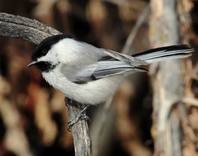 Chickadee, Black-capped