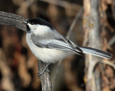 Chickadee, Black-capped