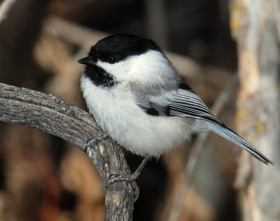 Chickadee, Black-capped