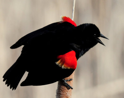 Blackbird, Red-winged