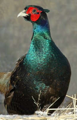 Pheasant, Green