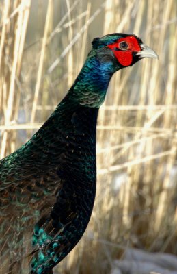Pheasant, Green