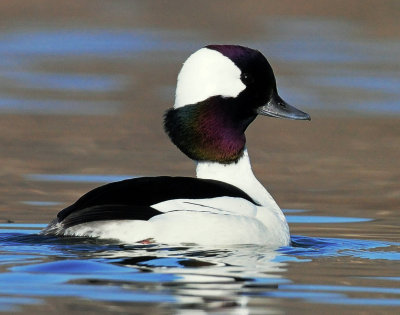 Bufflehead