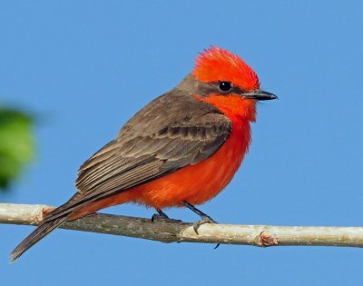 Flycatcher, Vermilian