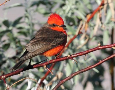 Flycatcher, Vermilian