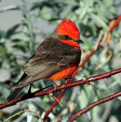 Flycatcher, Vermilian