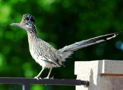 Roadrunner, Greater