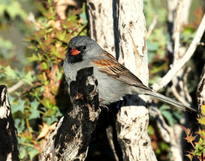 Sparrow,  Black-chinned