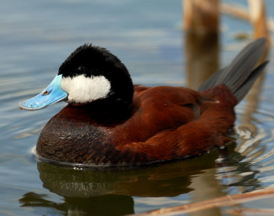 Duck, Ruddy