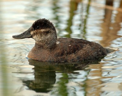 Duck, Ruddy (Female)