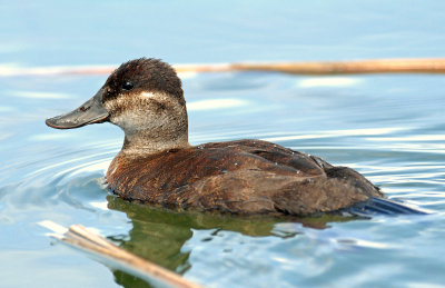 Duck, Ruddy (Female)
