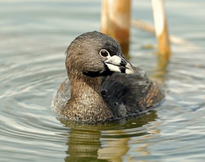 Grebe, Pied-billed