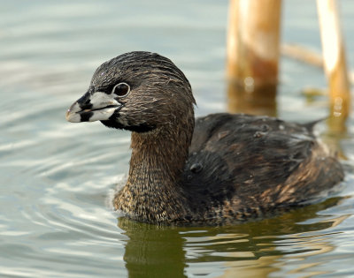 Grebe, Pied-billed