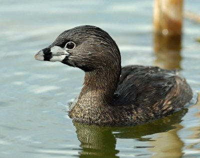 Grebe, Pied-billed