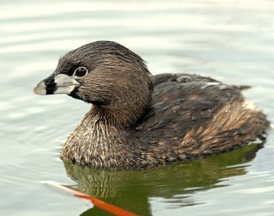 Grebe, Pied-billed