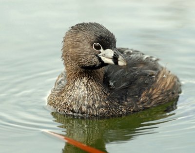 Grebe, Pied-billed