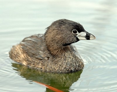 Grebe, Pied-billed