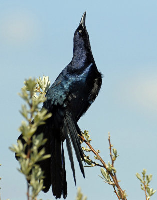 Grackle, Great-tailed