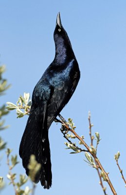 Grackle, Great-tailed