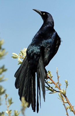 Grackle, Great-tailed