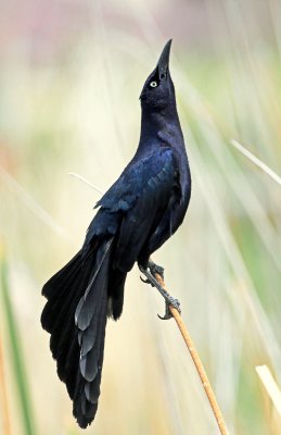 Grackle, Great-tailed