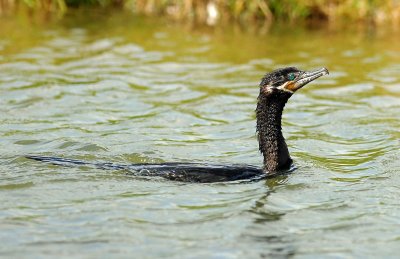 Cormorant, Neotripic