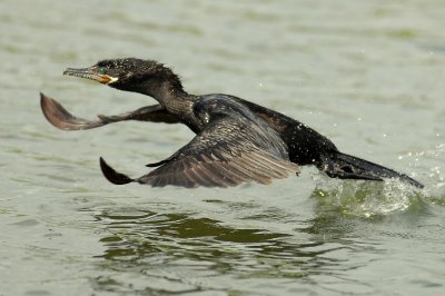 Cormorant, Neotripic