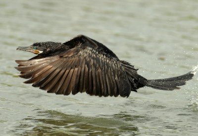 Cormorant, Neotripic