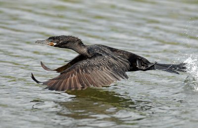 Cormorant, Neotripic