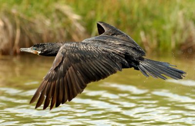 Cormorant, Neotripic