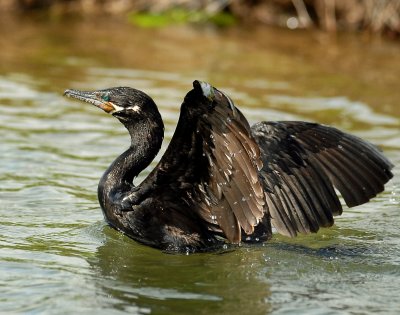 Cormorant, Neotripic