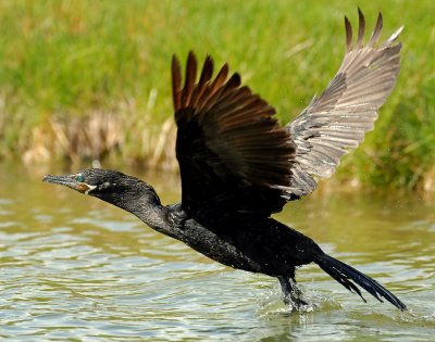 Cormorant, Neotripic