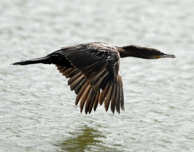 Cormorant, Neotripic