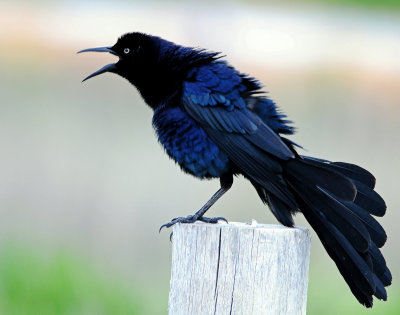 Grackle Great-tailed 
