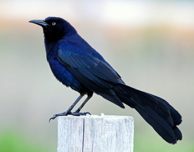 Grackle Great-tailed 