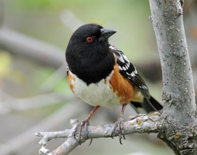 Towhee, Spotted