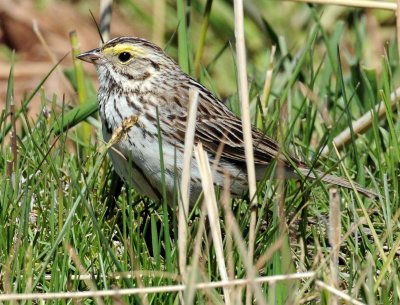 Sparrow,  Savannah