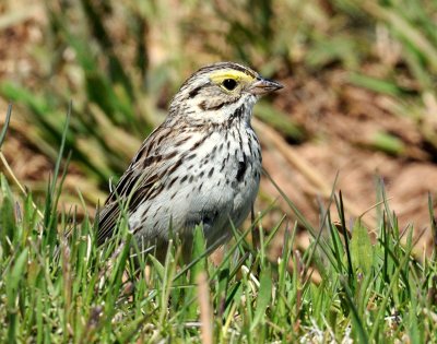 Sparrow,  Savannah