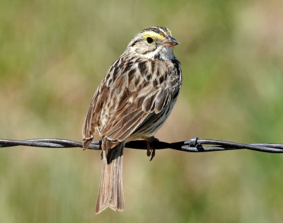 Sparrow,  Savannah