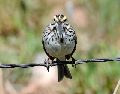 Sparrow,  Savannah