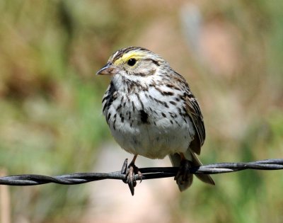 Sparrow,  Savannah