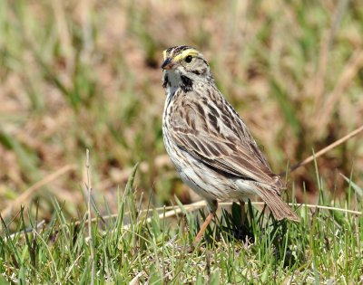 Sparrow,  Savannah