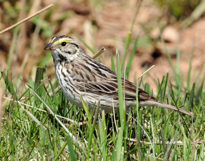 Sparrow,  Savannah