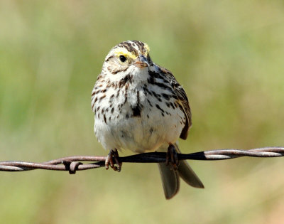 Sparrow,  Savannah