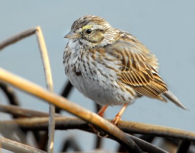 Sparrow, Savannah