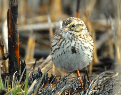 Sparrow, Savannah