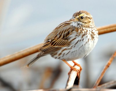 Sparrow, Savannah