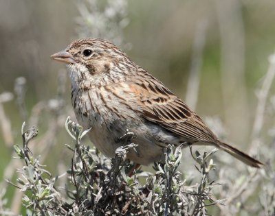 Sparrow, Vesper