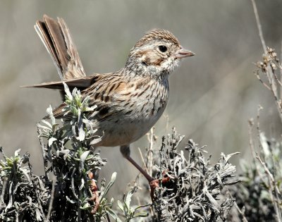 Sparrow, Vesper