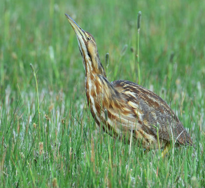 Bittern, American